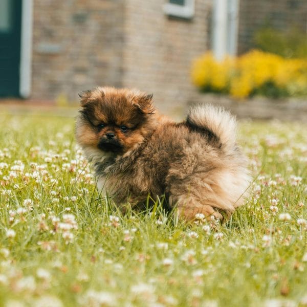 Buy Culture Pom Puppy - Elite Teddy Bear Face Pup