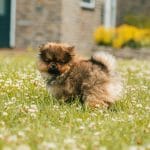 Buy Culture Pom Puppy - Elite Teddy Bear Face Pup