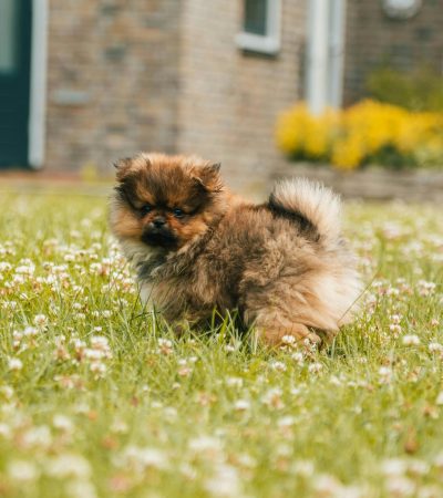 culture pom puppy punjab