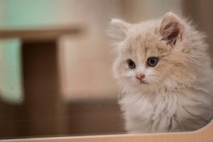 Persian Cat Kitten/Adult - Doll Face