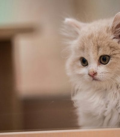 Persian Cat Kitten/Adult - Doll Face