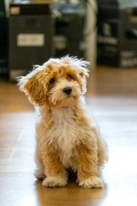 Maltipoo Price Bhopal - Top Quality Hypoallergenic Puppy for Sale