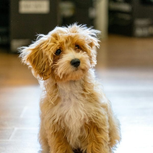 Maltipoo Price Bhopal - Top Quality Hypoallergenic Puppy for Sale