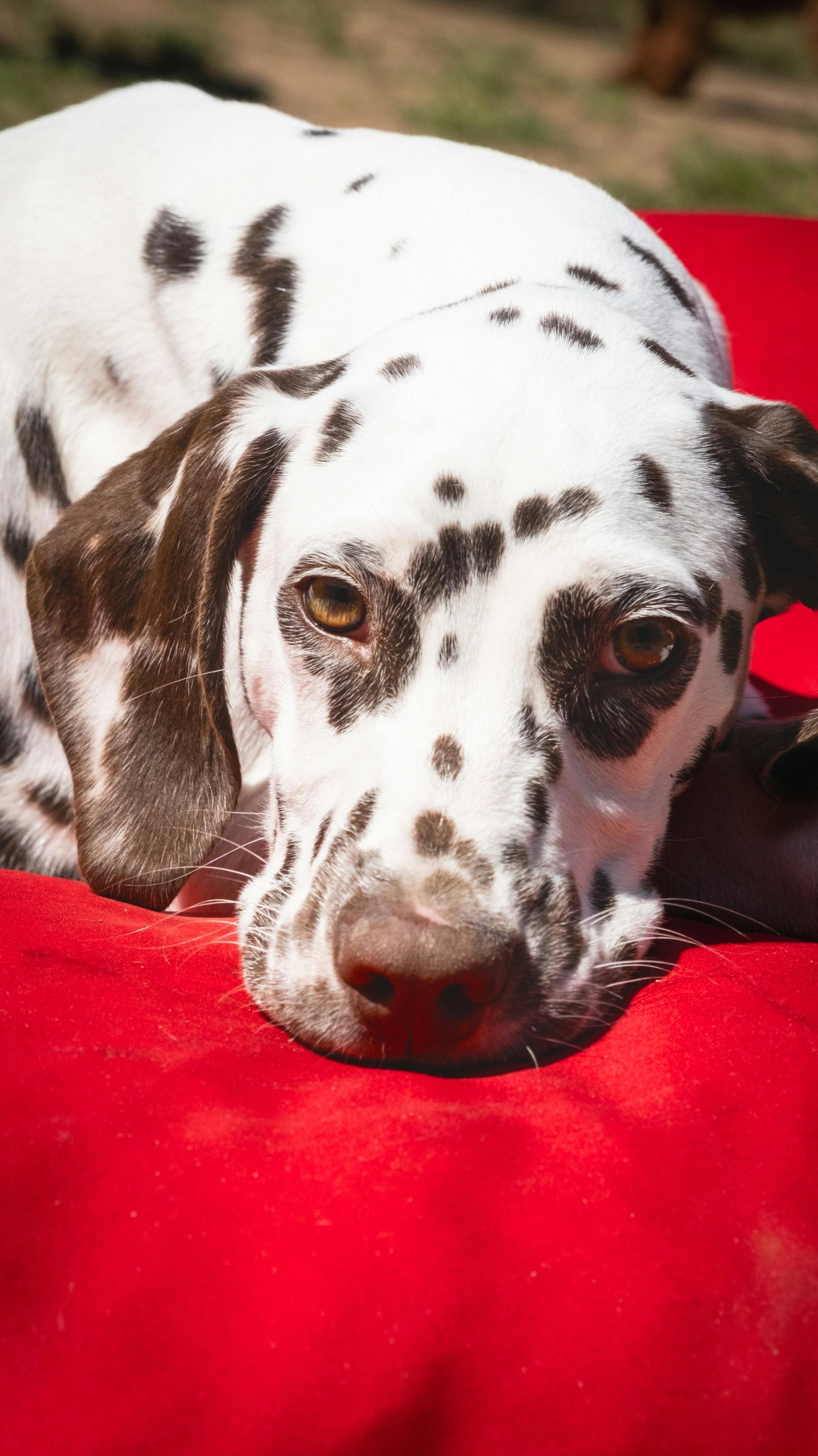 Buy Liver Brown Dalmatian Puppy - Rare Chocolate Spotted Pup