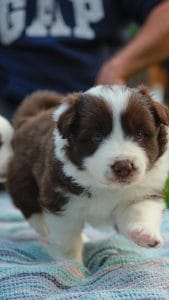 Border Collie Puppy