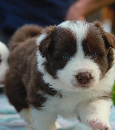 Border Collie Puppy