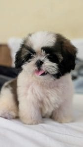 Tri Color Shih Tzu Bhopal - Rare 3-Tone Puppy for Sale
