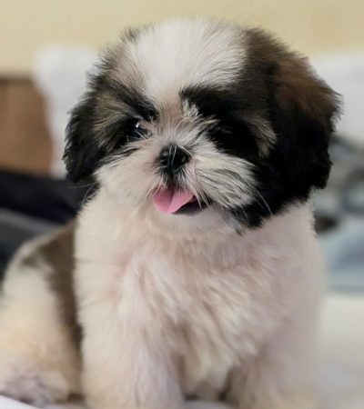 tri color shih tzu punjab