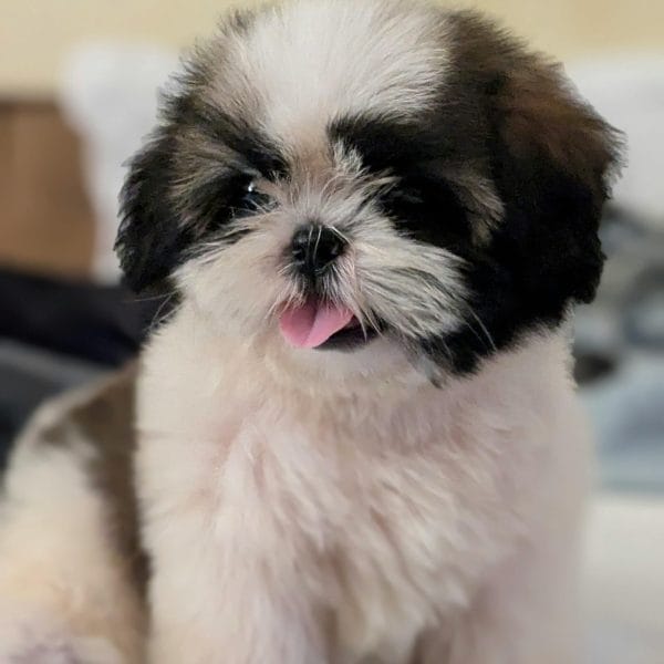 Tri Color Shih Tzu Bhopal - Rare 3-Tone Puppy for Sale