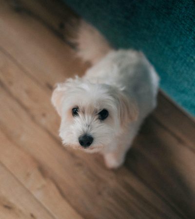 white maltese punjab
