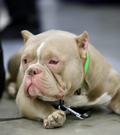 American Bully Standard Size Puppy