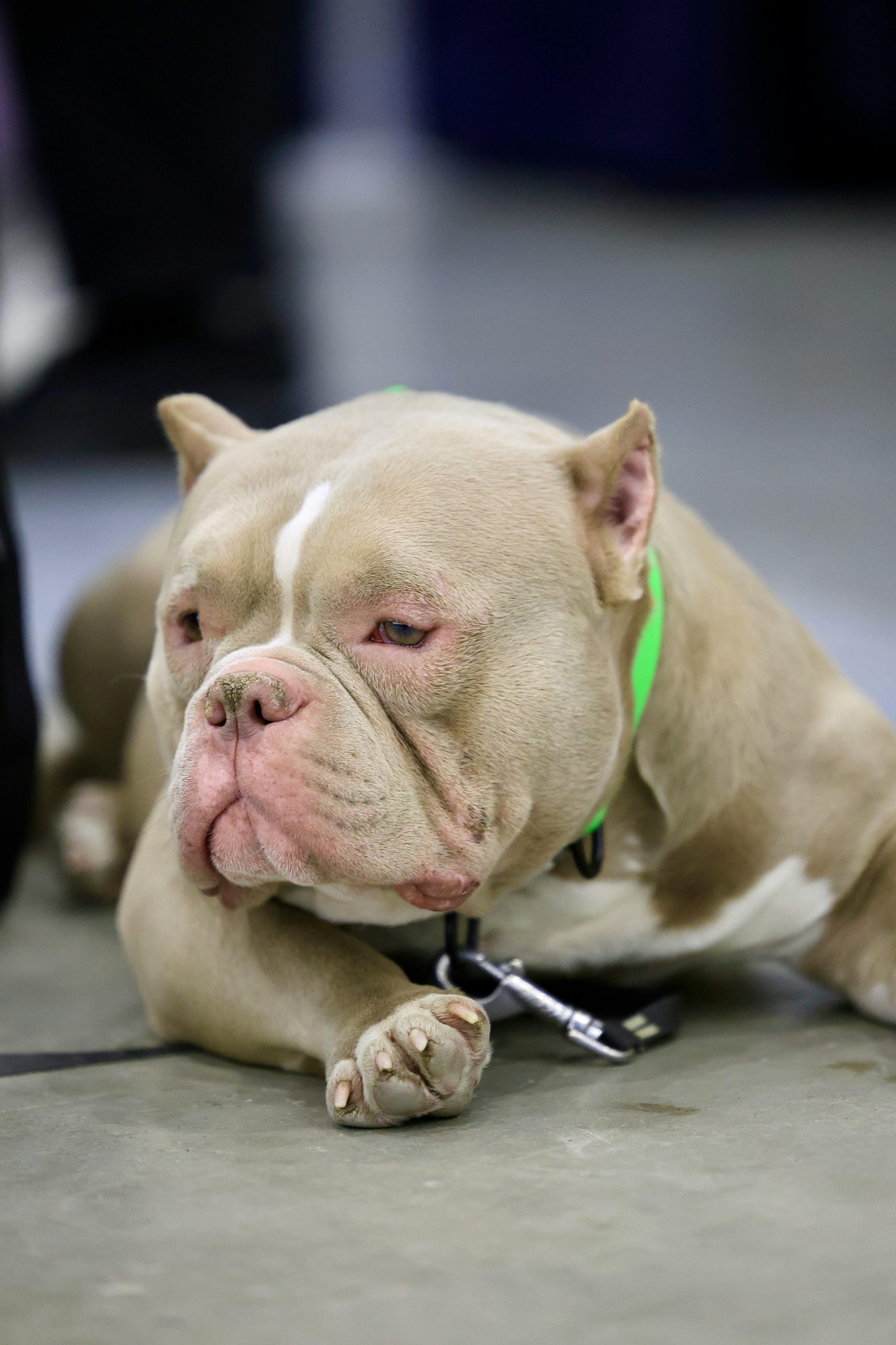 American Bully Standard Size Puppy