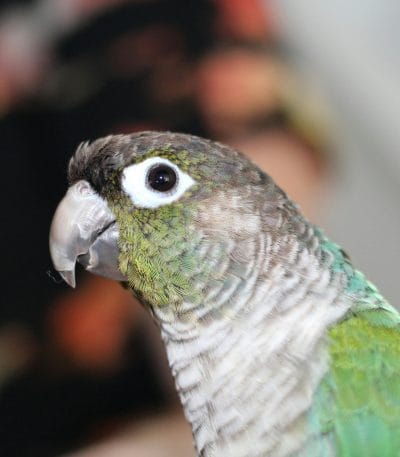 Buy Pineapple Headed Conure - Vibrant Yellow and Orange Bird