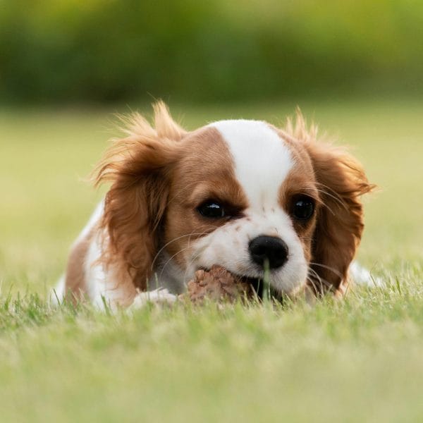 Buy Cavalier King Charles Spaniel Puppy - Gentle Royal Toy Dog