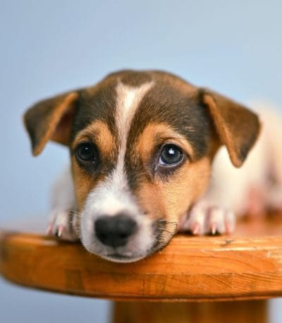 Jack Russell Terrier Puppy / Adults | Black & Brown