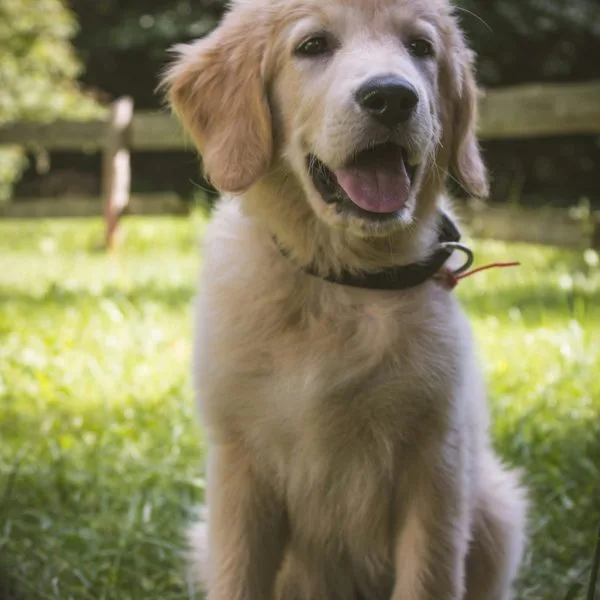 Golden Retriever Price in Bhopal - Classic Golden Puppy for Sale