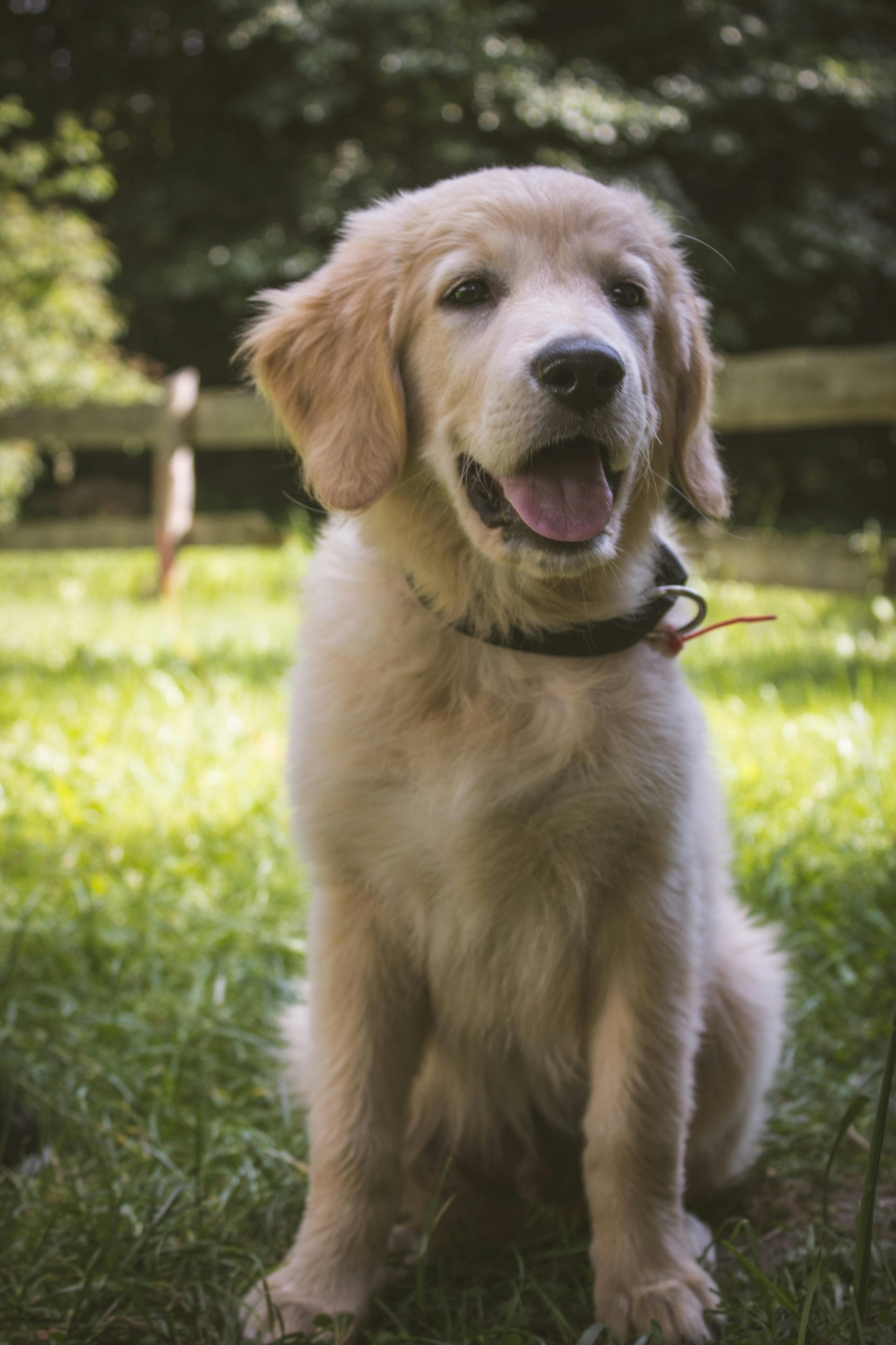 Golden Retriever Price in Bhopal - Classic Golden Puppy for Sale