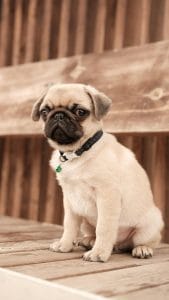 Pug Price in Bhopal - Fawn Color Puppy with Black Mask