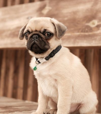 fawn pug punjab