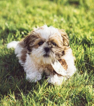 gold and white shih tzu punjab