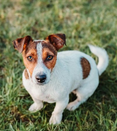 Jack Russell Terrier Puppy