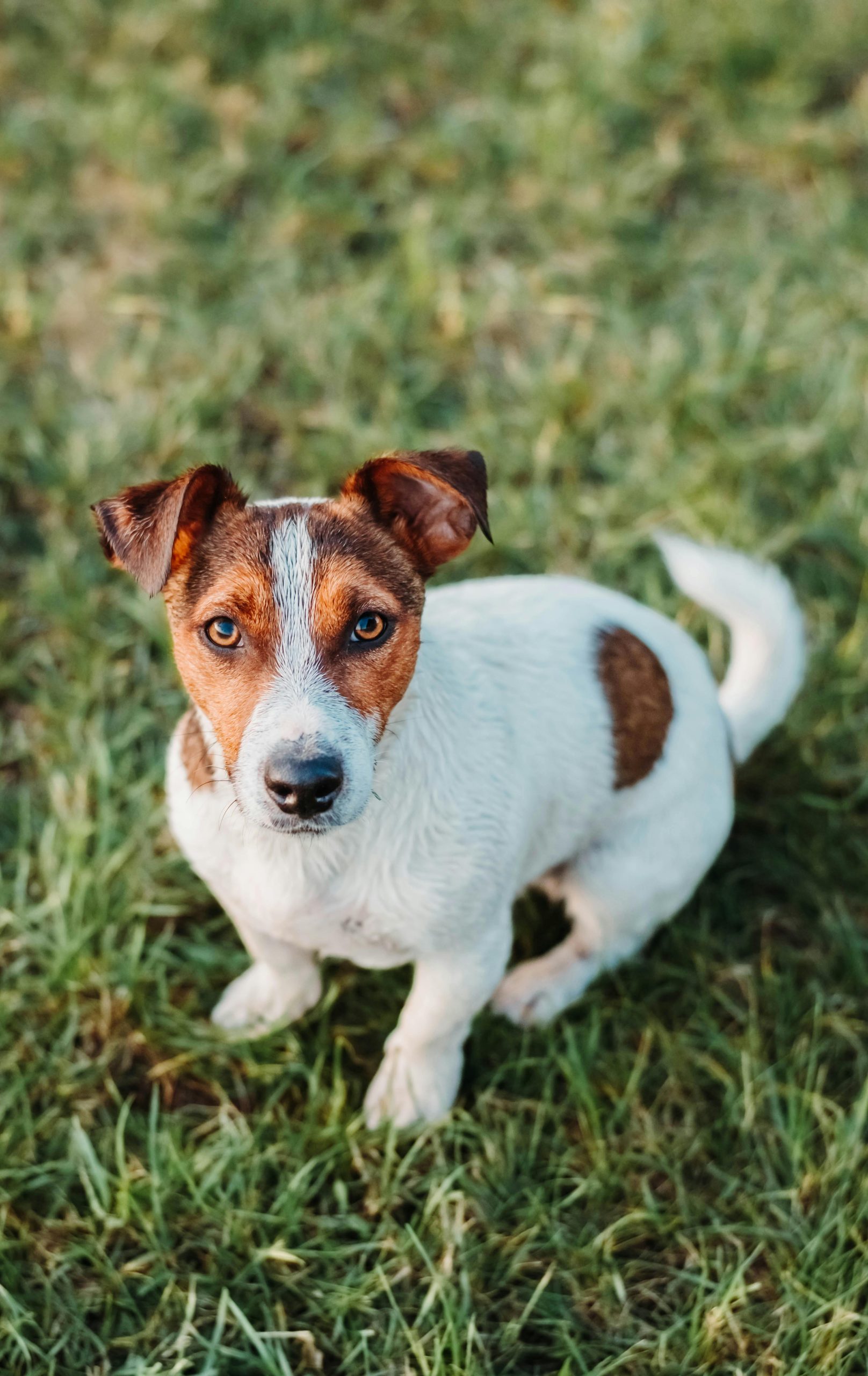 Jack Russell Terrier Puppy