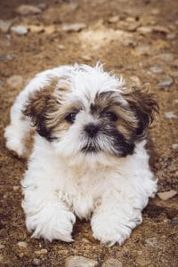 Shih Tzu Puppy/Adult | Gold & white