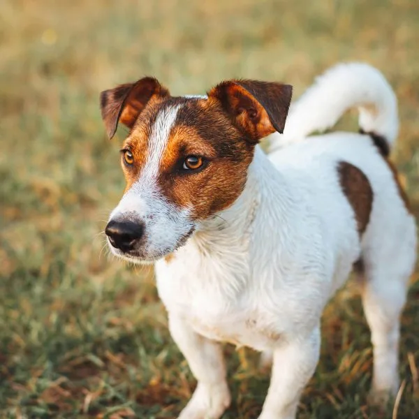 Buy Jack Russell Terrier Puppy - Energetic Black and Brown Pup