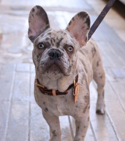 merle french bulldog punjab