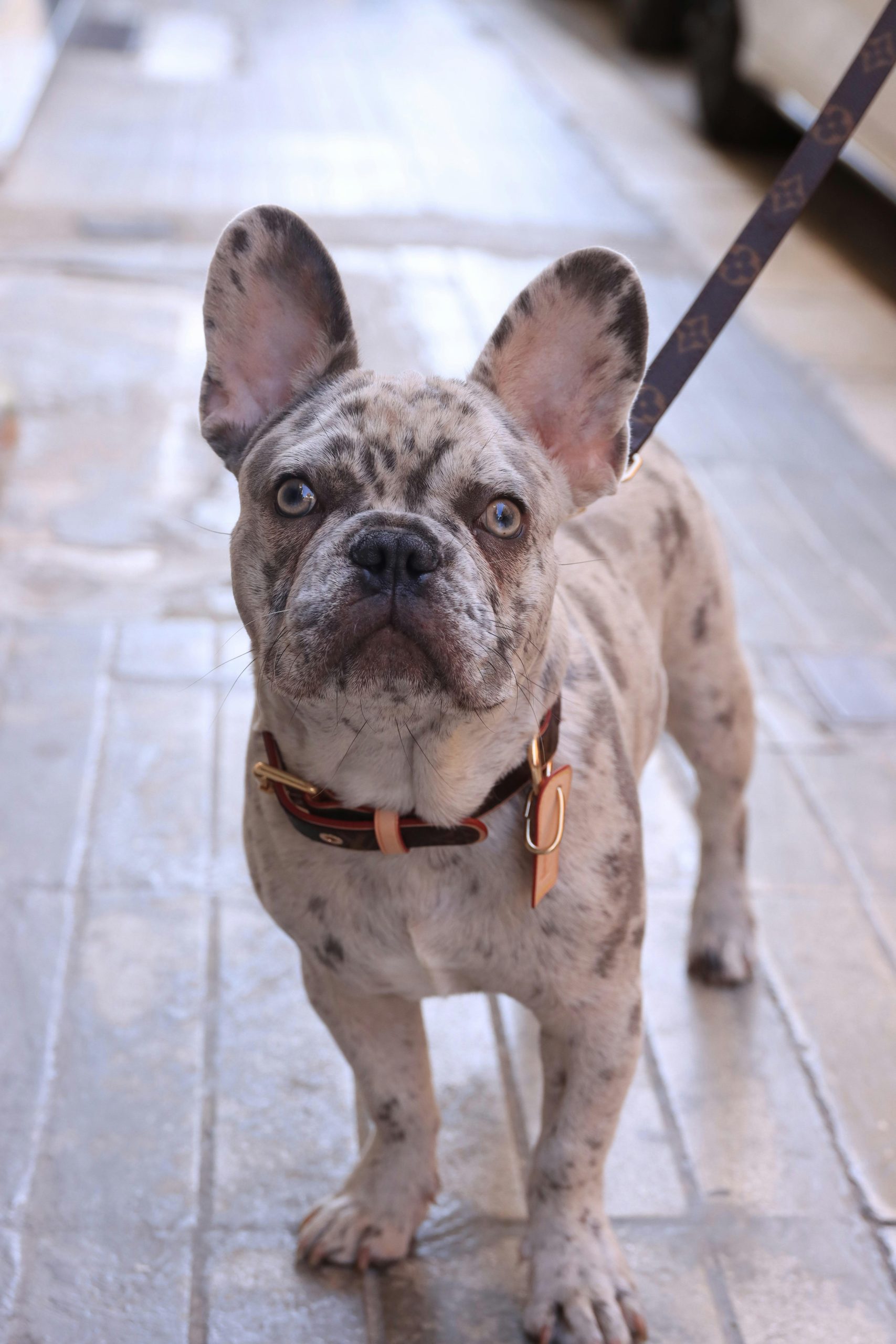 French Bulldog Price in Bhopal - Rare Merle Puppy with Blue Eyes