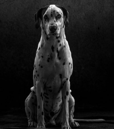 black and white great dane punjab
