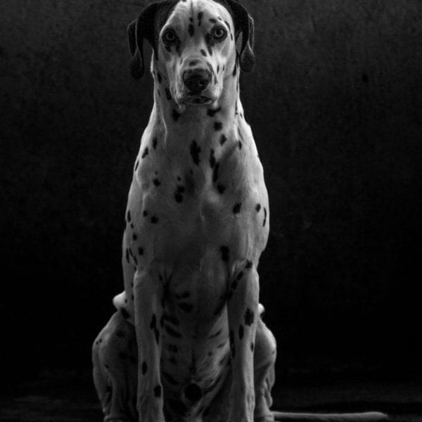 Great Dane Price Bhopal - Black and White Puppy for Sale