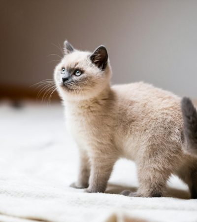 seal point siamese kitten punjab