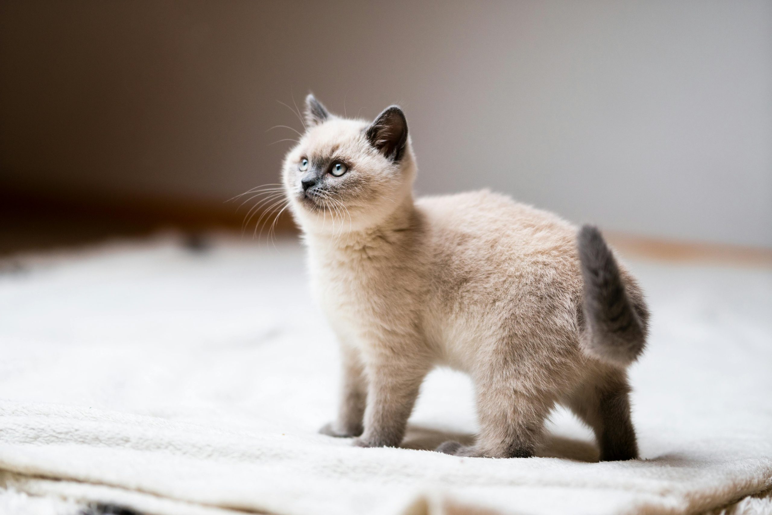 Buy Siamese Kitten Online - Seal Point Pup with Blue Eyes