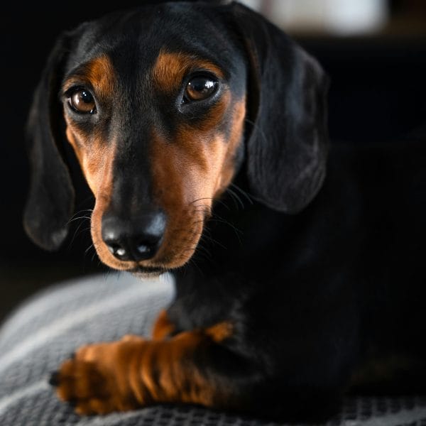 Buy Black and Tan Dachshund Puppy - Classic Sleek Sausage Dog