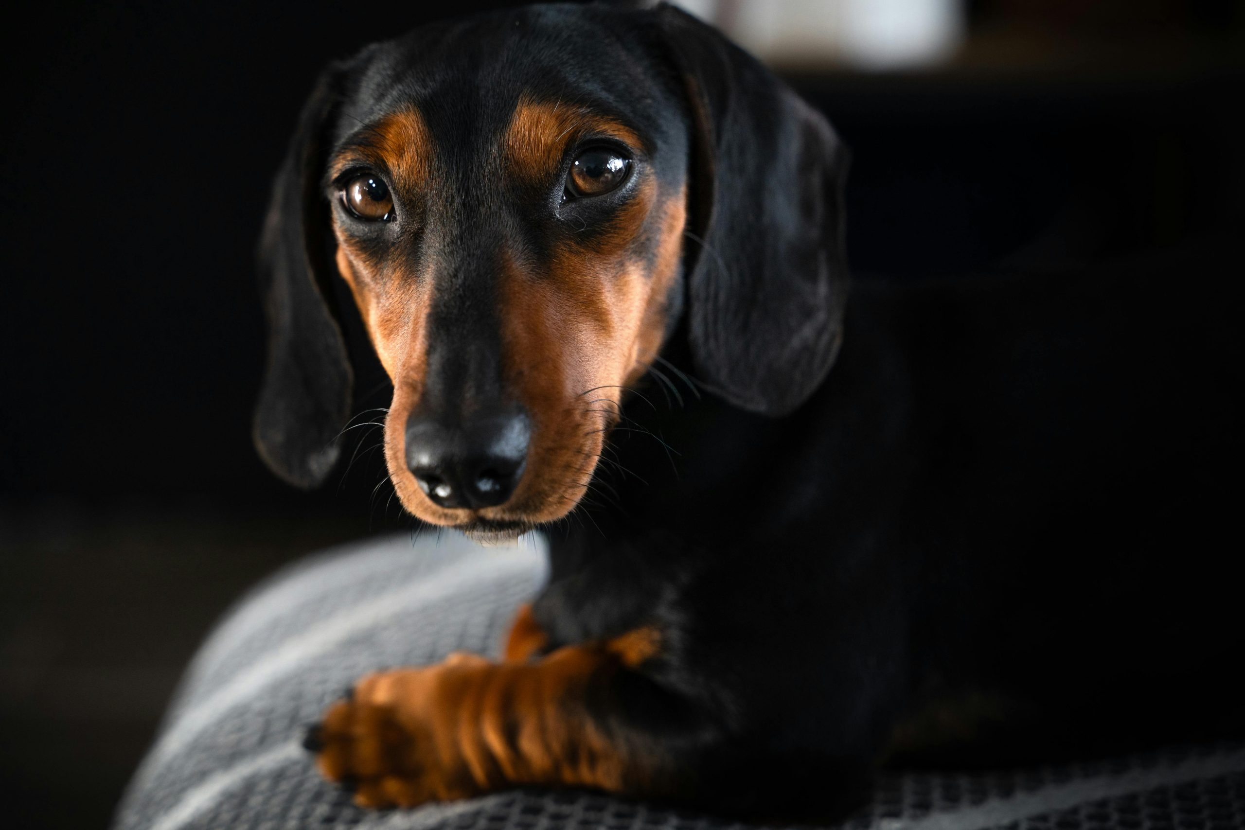 Buy Black and Tan Dachshund Puppy - Classic Sleek Sausage Dog