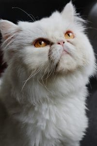 Persian Cat Kitten/Adult - Punch Face