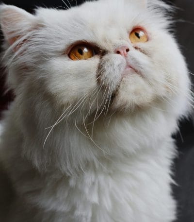 Persian Cat Kitten/Adult - Punch Face