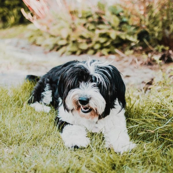 Shih Tzu Bhopal - Black and White Puppy for Sale