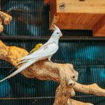 Buy Albino Cockatiel Pair - Pure Snow White Bird with Red Eyes