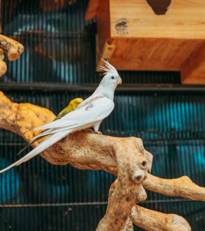 albino cockatiel pair punjab