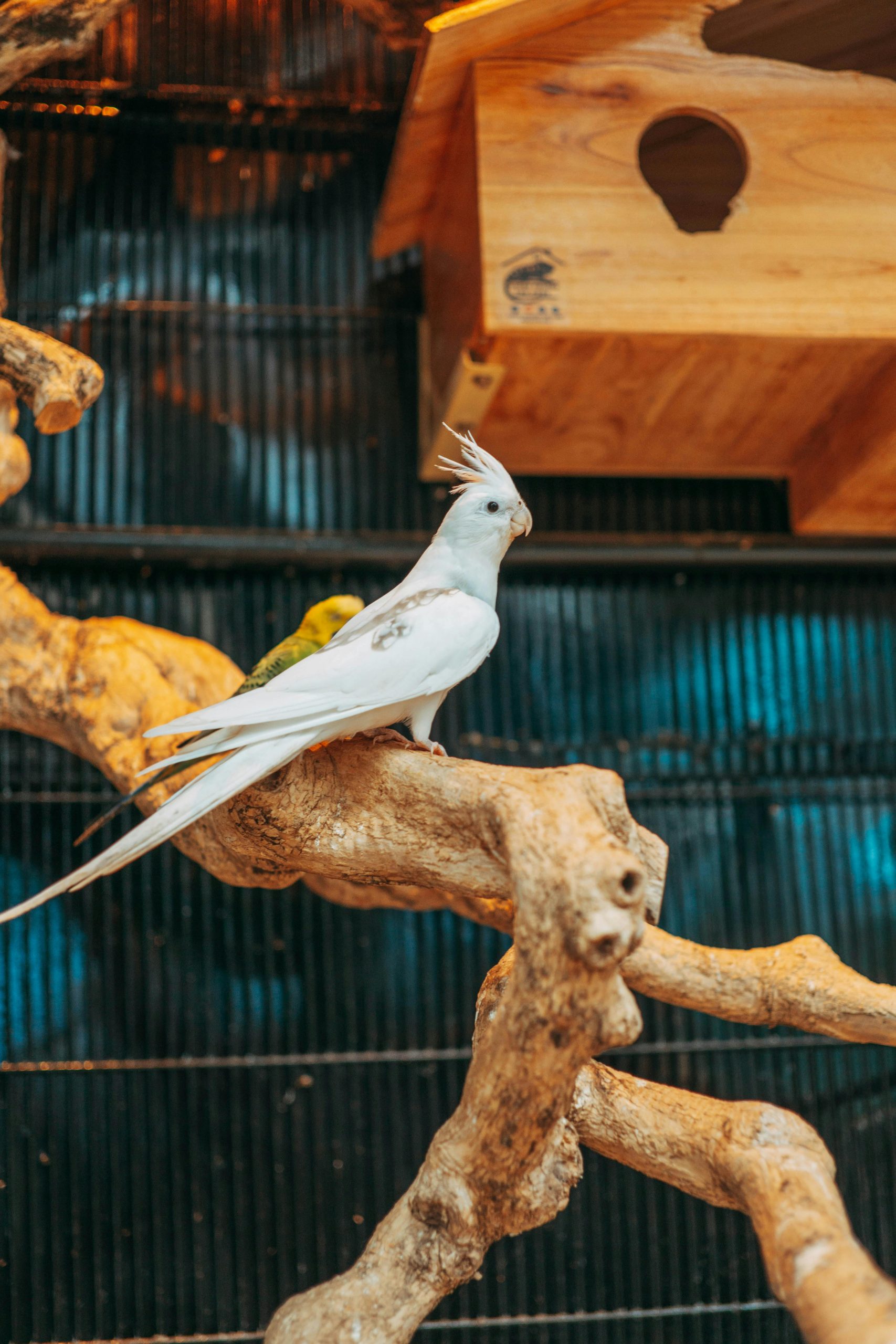 Buy Albino Cockatiel Pair - Pure Snow White Bird with Red Eyes