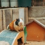 Guinea Pig Pair Price In Bhopal | Healthy Guinea Pig Pairs | Buy MP