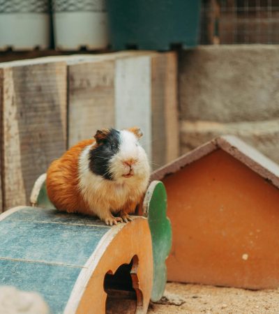 guinea pig punjab