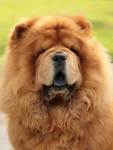 Buy Red Chow Chow Puppy - Classic Deep Red Lion Dog