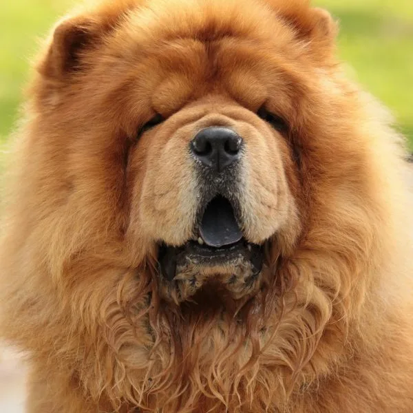 Buy Red Chow Chow Puppy - Classic Deep Red Lion Dog