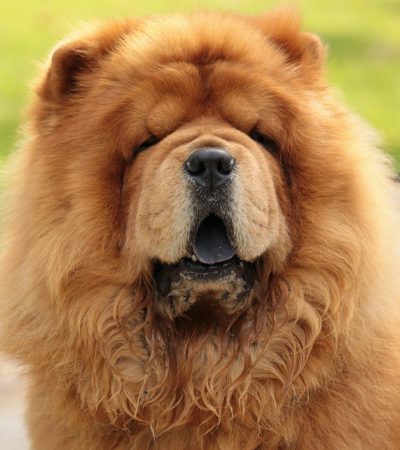 red chow chow punjab