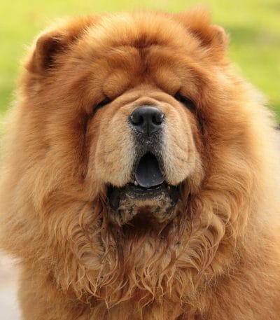 Buy Red Chow Chow Puppy - Classic Deep Red Lion Dog