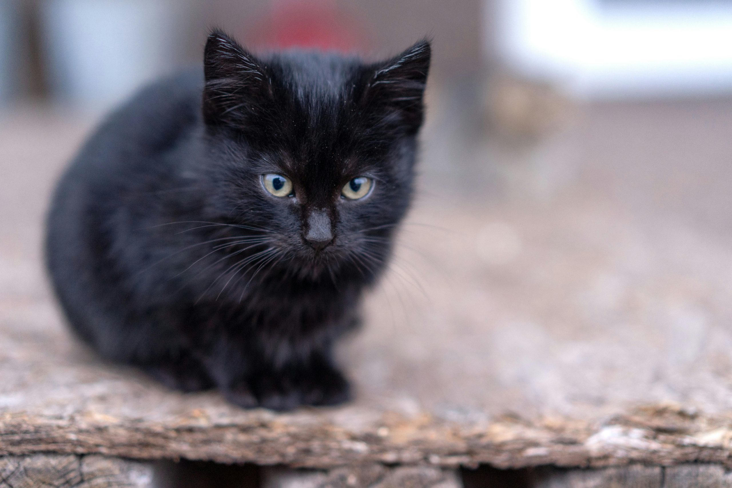 Bombay Cat Kitten/Adult