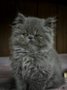 Persian Cat Kitten/Adult - Doll Face
